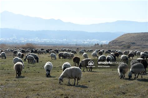 N­i­k­s­a­r­ ­Y­a­y­l­a­l­a­r­ı­n­d­a­n­ ­E­r­b­a­a­’­y­a­ ­D­ö­n­e­n­ ­K­o­y­u­n­ ­S­ü­r­ü­s­ü­